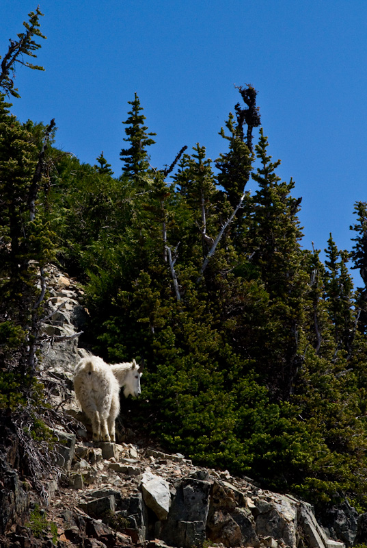 Mountain Goat